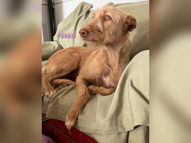 Nikki1 geb. 03/2022 (ESP) - liebe und zarte Podenca!