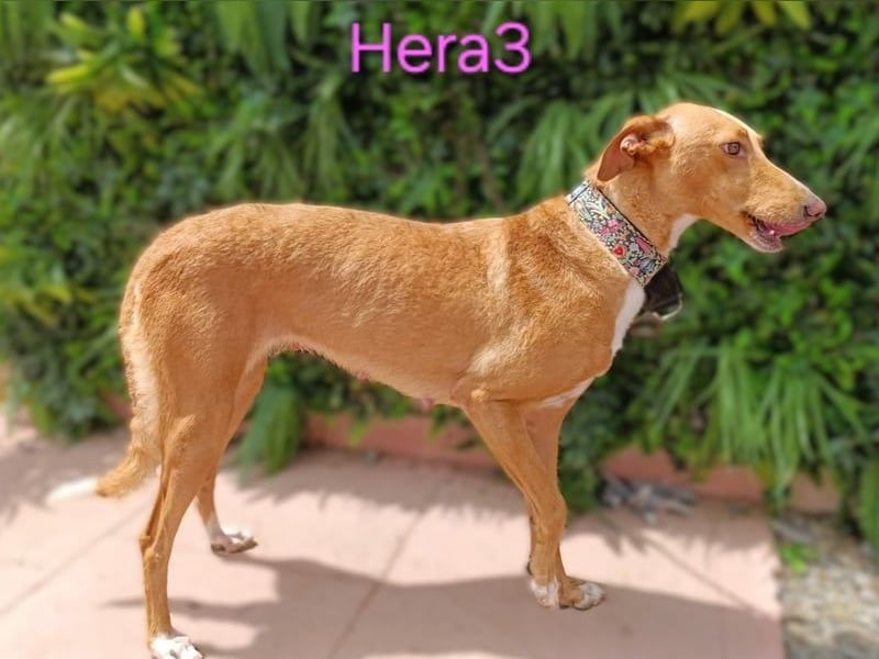 Hera3 geb. 02/2023 (ESP) - fröhliche, entspannte und dankbare Podenca!