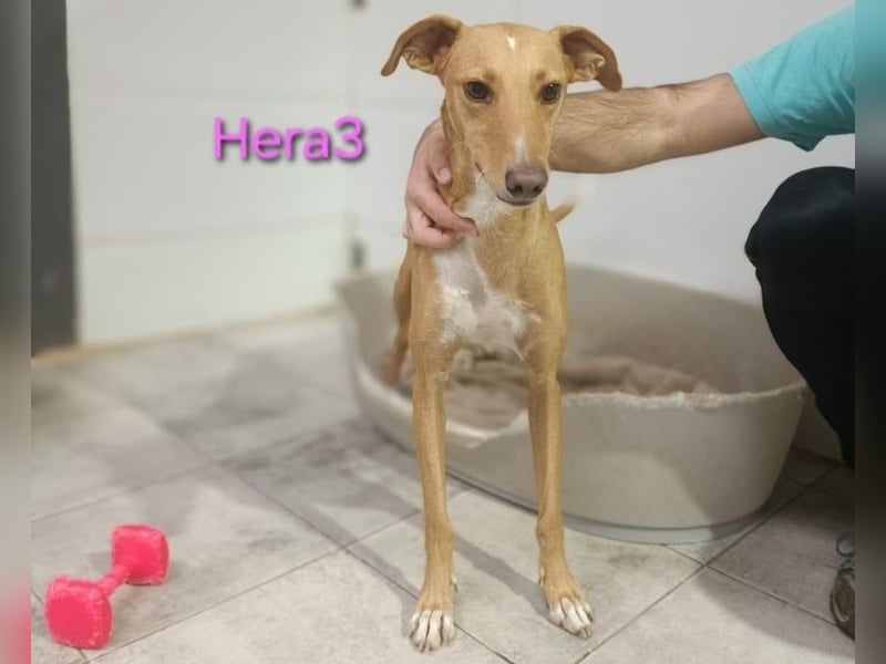 Hera3 geb. 02/2023 (ESP) - fröhliche, entspannte und dankbare Podenca!
