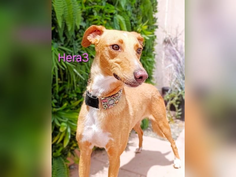 Hera3 geb. 02/2023 (ESP) - fröhliche, entspannte und dankbare Podenca!