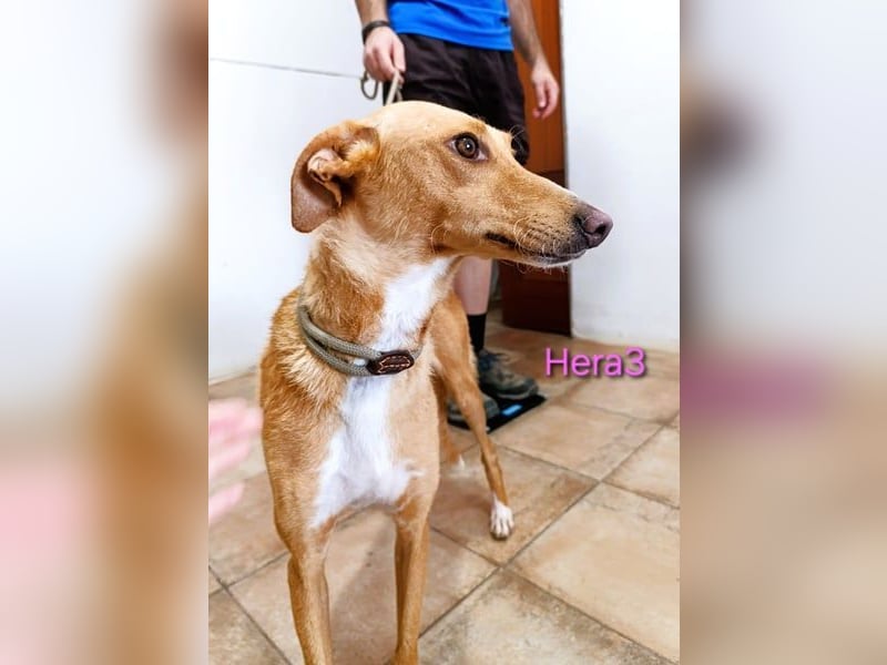 Hera3 geb. 02/2023 (ESP) - fröhliche, entspannte und dankbare Podenca!