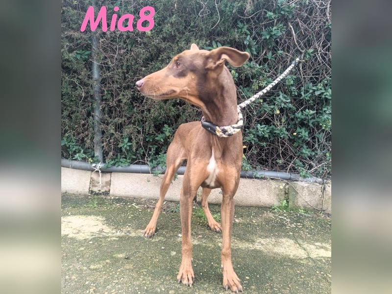 Mia8 geb. 12/2022 (ESP) - wunderschöne, sanfte und sensible Podenco Orito Hündin!
