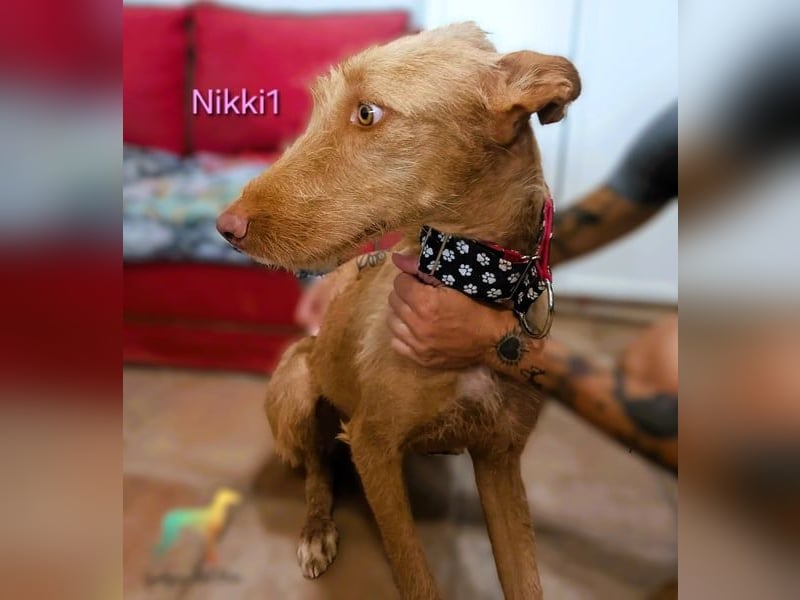 Nikki1 geb. 03/2022 (ESP) - liebe und zarte Podenca!