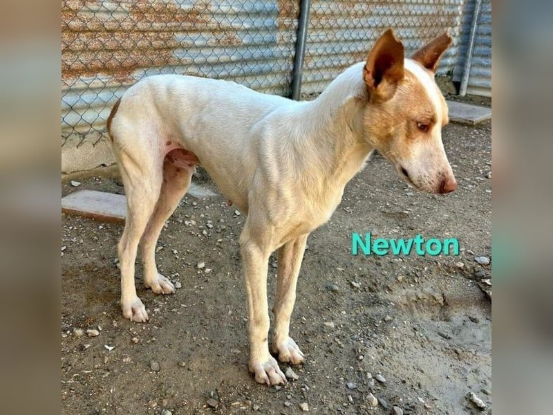Newton geb. 03/2023 (ESP) - sozialer, wunderschöner Podenco sucht seinen Neuanfang