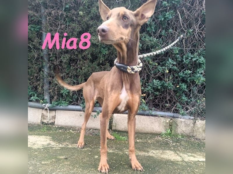 Mia8 geb. 12/2022 (ESP) - wunderschöne, sanfte und sensible Podenco Orito Hündin!