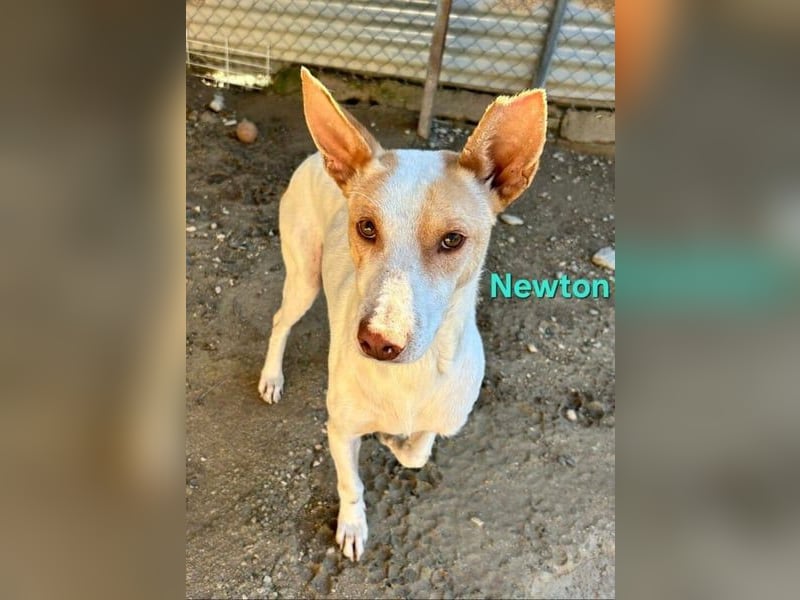 Newton geb. 03/2023 (ESP) - sozialer, wunderschöner Podenco sucht seinen Neuanfang