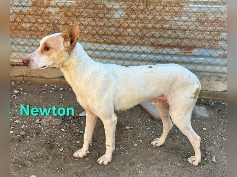 Newton geb. 03/2023 (ESP) - sozialer, wunderschöner Podenco sucht seinen Neuanfang