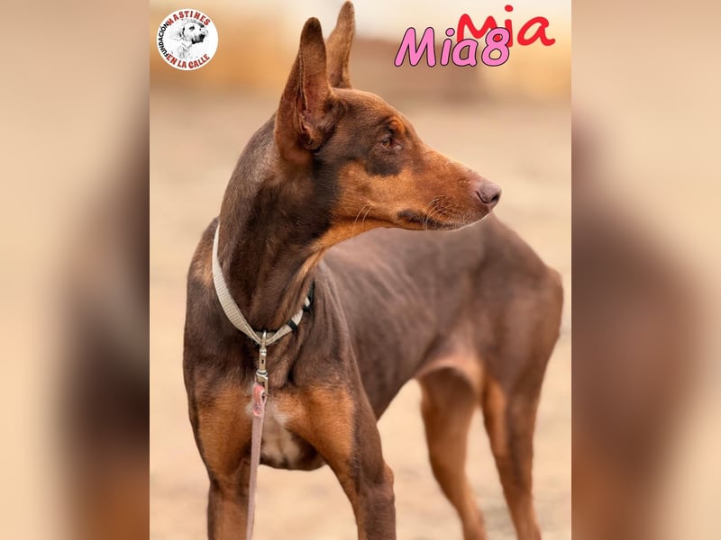 Mia8 geb. 12/2022 (ESP) - wunderschöne, sanfte und sensible Podenco Orito Hündin!