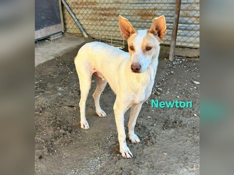 Newton geb. 03/2023 (ESP) - sozialer, wunderschöner Podenco sucht seinen Neuanfang