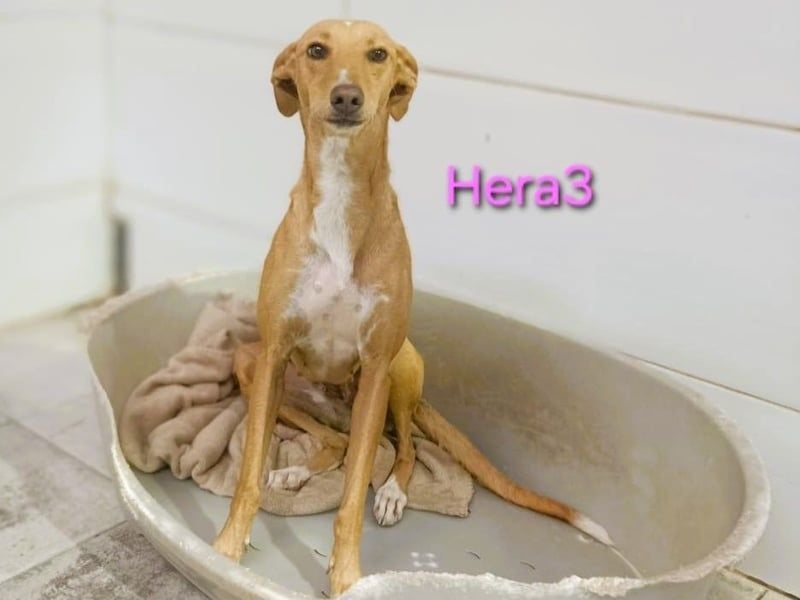 Hera3 geb. 02/2023 (ESP) - fröhliche, entspannte und dankbare Podenca!