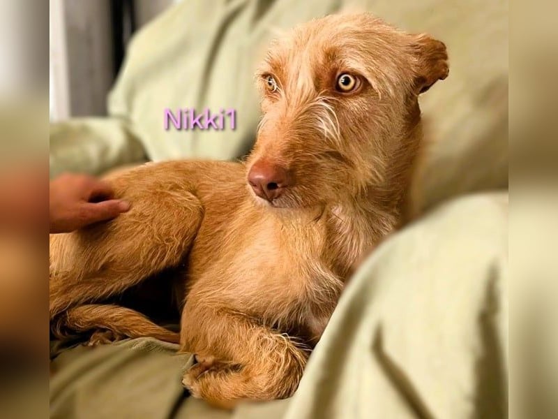 Nikki1 geb. 03/2022 (ESP) - liebe und zarte Podenca!