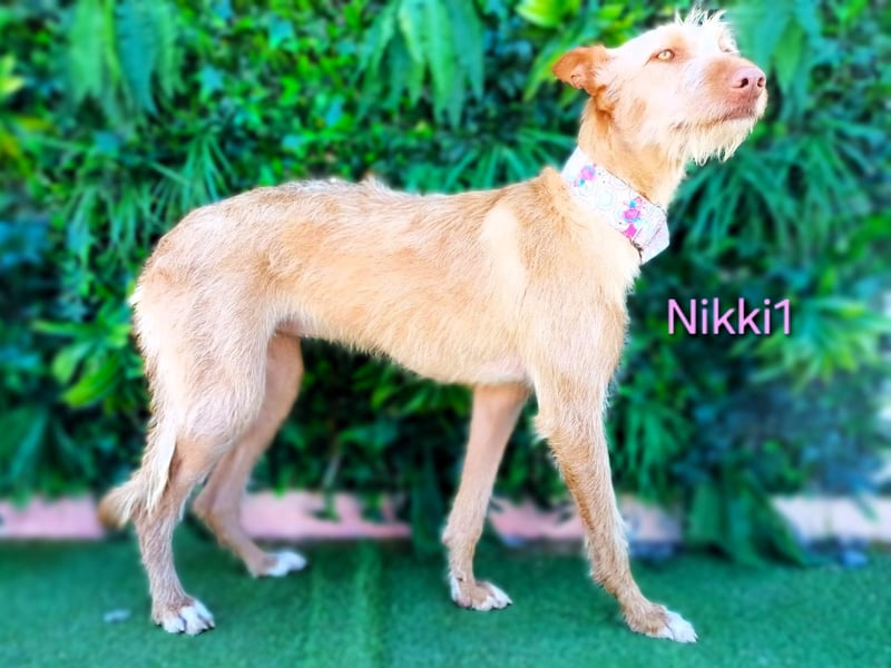 Nikki1 geb. 03/2022 (ESP) - liebe und zarte Podenca!