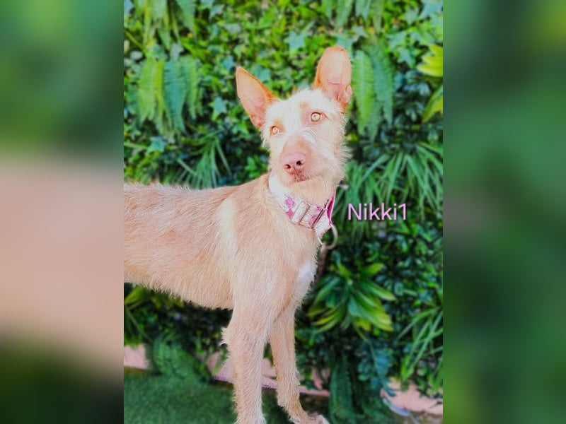 Nikki1 geb. 03/2022 (ESP) - liebe und zarte Podenca!