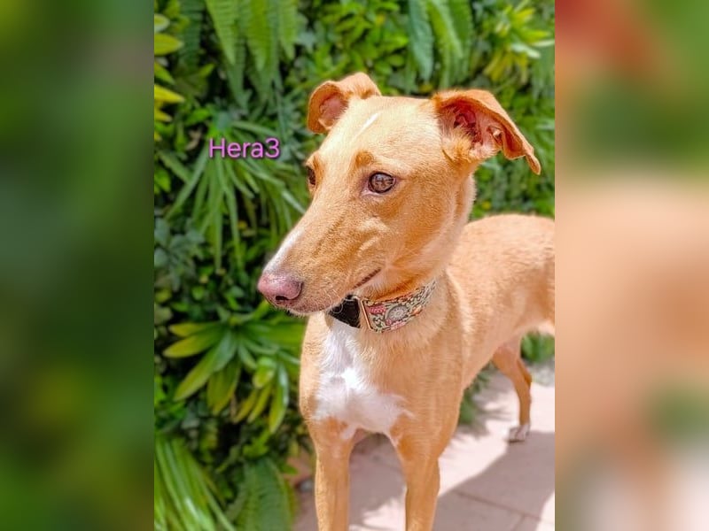 Hera3 geb. 02/2023 (ESP) - fröhliche, entspannte und dankbare Podenca!