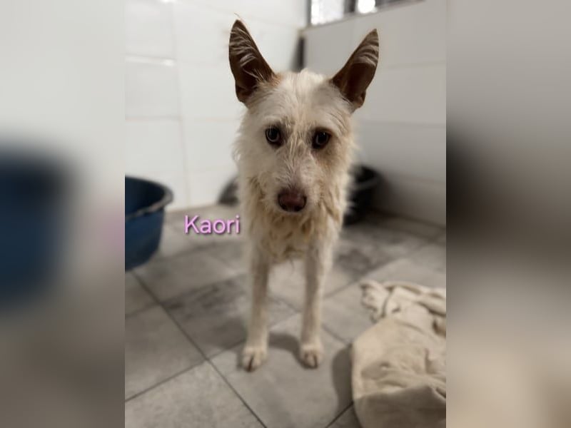 Kaori geb. 06/2019 (ESP) - ausgeglichene und liebevolle Podenco-Hündin sucht das Glück!