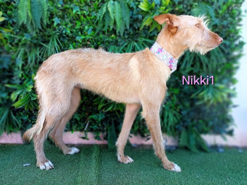 Nikki1 geb. 03/2022 (ESP) - liebe und zarte Podenca!