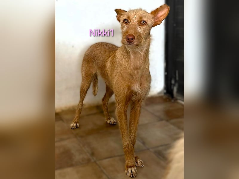 Nikki1 geb. 03/2022 (ESP) - liebe und zarte Podenca!