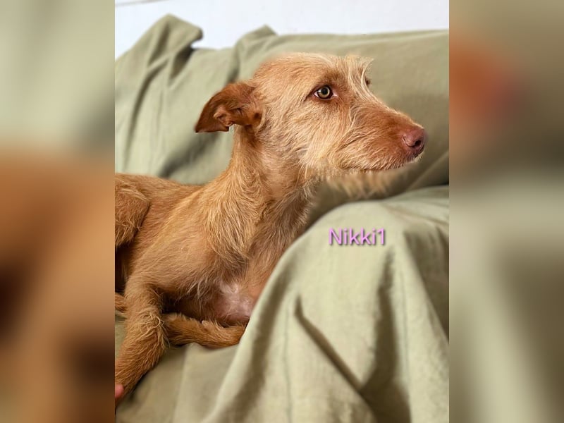 Nikki1 geb. 03/2022 (ESP) - liebe und zarte Podenca!