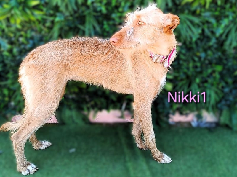 Nikki1 geb. 03/2022 (ESP) - liebe und zarte Podenca!