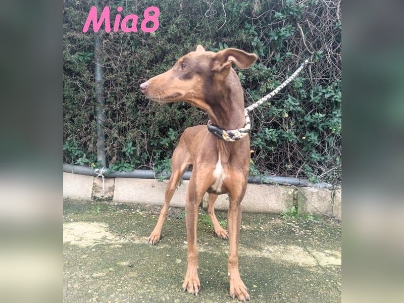 Mia8 geb. 12/2022 (ESP) - wunderschöne, sanfte und sensible Podenco Orito Hündin!