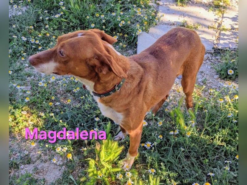 Magdalena geb. 09/2024 (ESP) - liebevolle Podenca sucht einfühlsame Menschen!