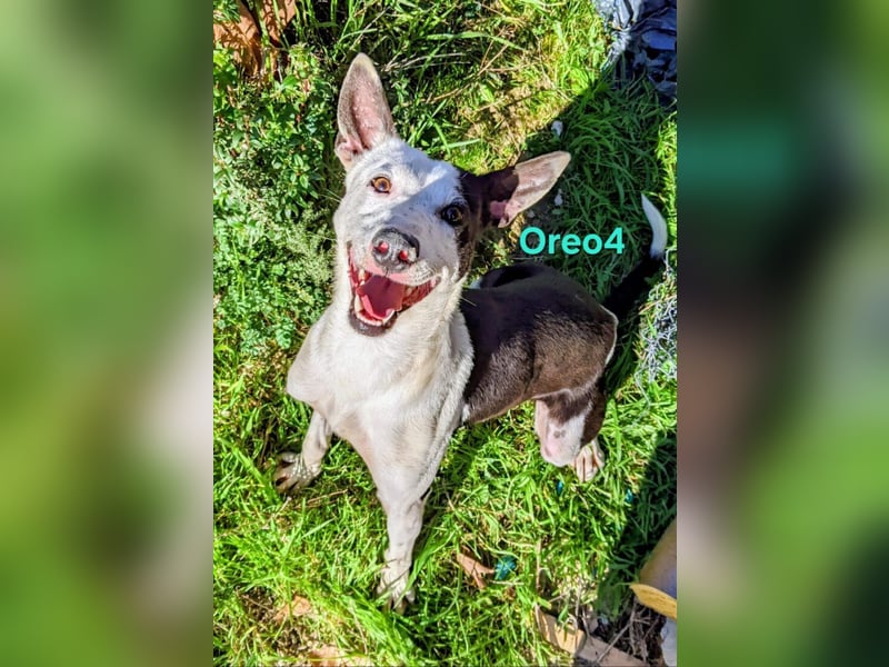 Oreo4 geb. 12/2023 (ESP) - verspielter und liebevoller Podenco auf der Suche nach dem Glück!