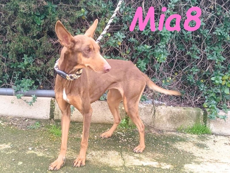 Mia8 geb. 12/2022 (ESP) - wunderschöne, sanfte und sensible Podenco Orito Hündin!