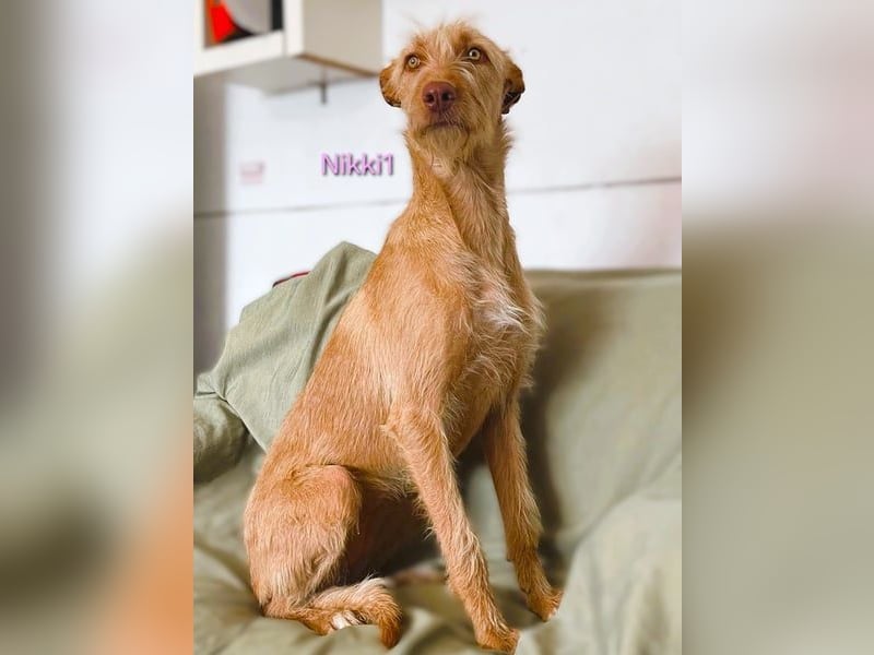 Nikki1 geb. 03/2022 (ESP) - liebe und zarte Podenca!