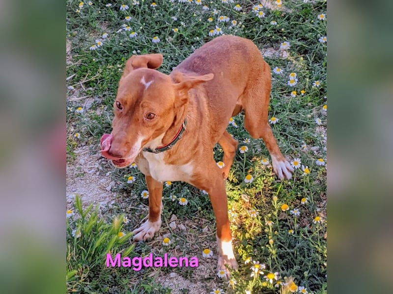 Magdalena geb. 09/2024 (ESP) - liebevolle Podenca sucht einfühlsame Menschen!