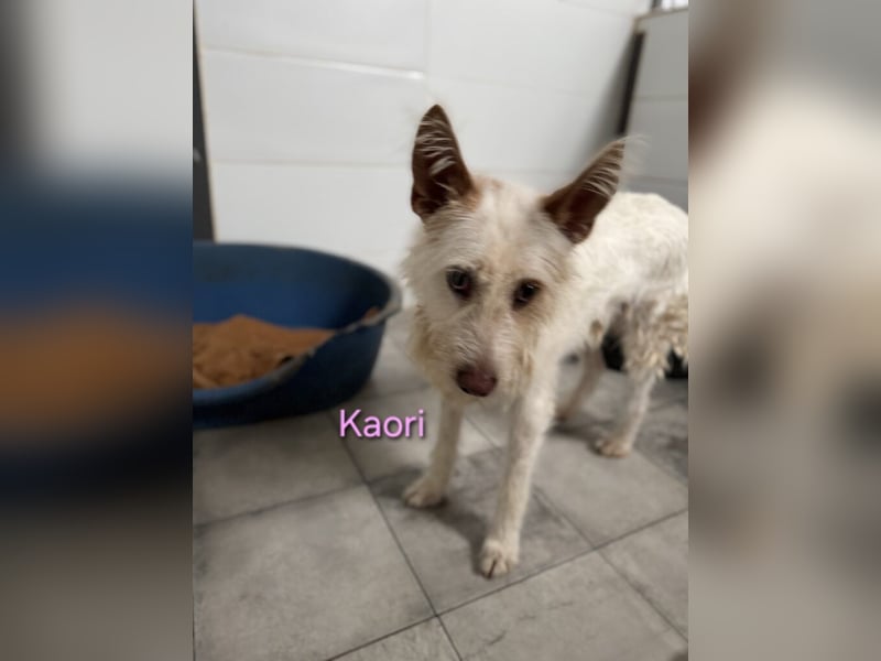 Kaori geb. 06/2019 (ESP) - ausgeglichene und liebevolle Podenco-Hündin sucht das Glück!