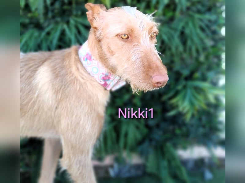 Nikki1 geb. 03/2022 (ESP) - liebe und zarte Podenca!