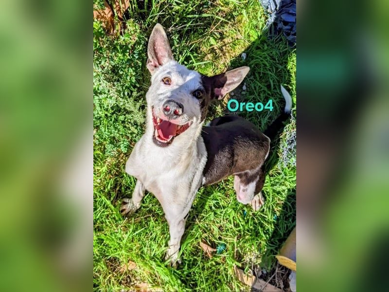 Oreo4 geb. 12/2023 (ESP) - verspielter und liebevoller Podenco auf der Suche nach dem Glück!