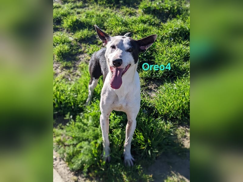 Oreo4 geb. 12/2023 (ESP) - verspielter und liebevoller Podenco auf der Suche nach dem Glück!