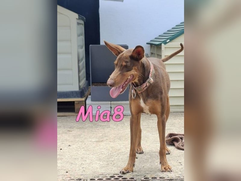 Mia8 geb. 12/2022 (ESP) - wunderschöne, sanfte und sensible Podenco Orito Hündin!