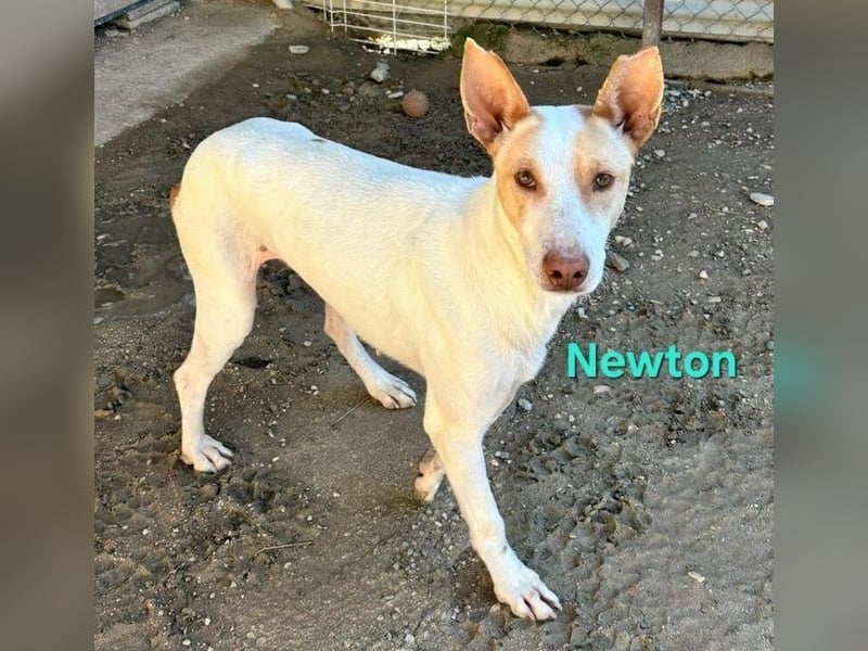 Newton geb. 03/2023 (ESP) - sozialer, wunderschöner Podenco sucht seinen Neuanfang