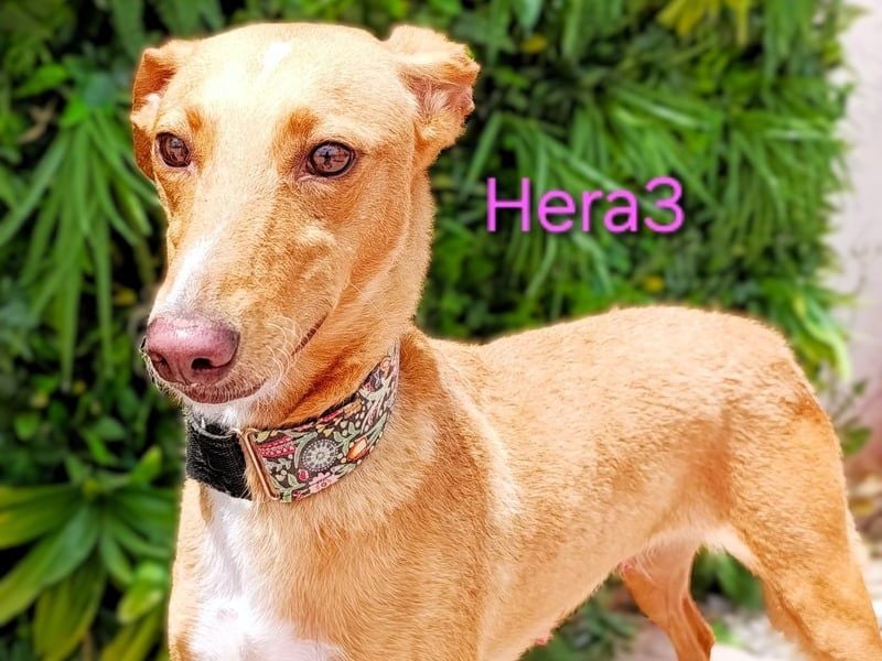 Hera3 geb. 02/2023 (ESP) - fröhliche, entspannte und dankbare Podenca!