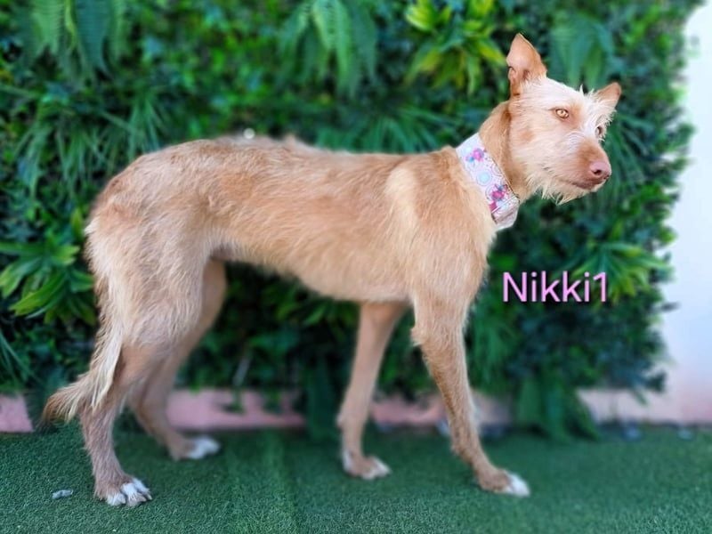 Nikki1 geb. 03/2022 (ESP) - liebe und zarte Podenca!