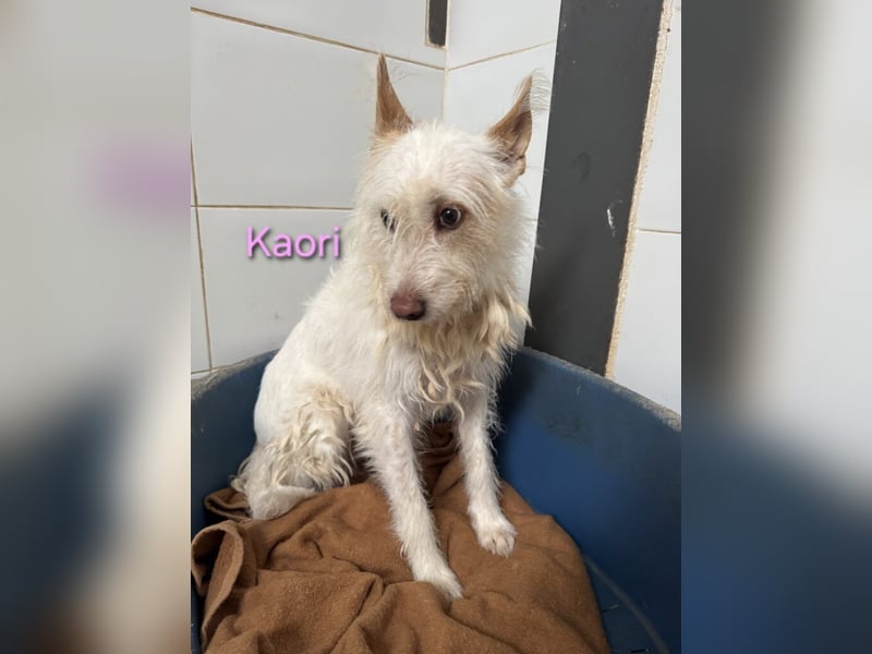 Kaori geb. 06/2019 (ESP) - ausgeglichene und liebevolle Podenco-Hündin sucht das Glück!