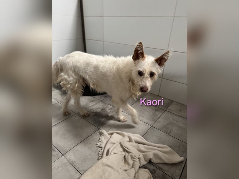 Kaori geb. 06/2019 (ESP) - ausgeglichene und liebevolle Podenco-Hündin sucht das Glück!