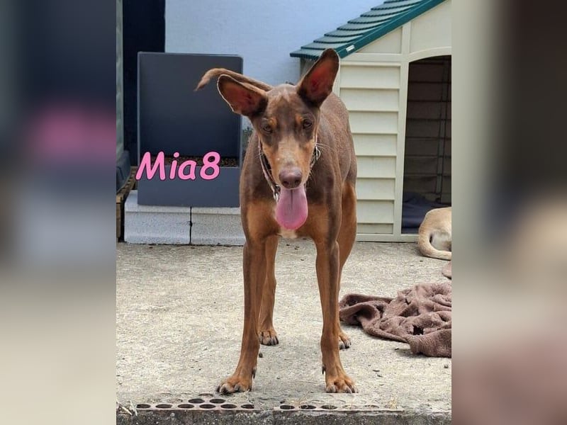Mia8 geb. 12/2022 (ESP) - wunderschöne, sanfte und sensible Podenco Orito Hündin!
