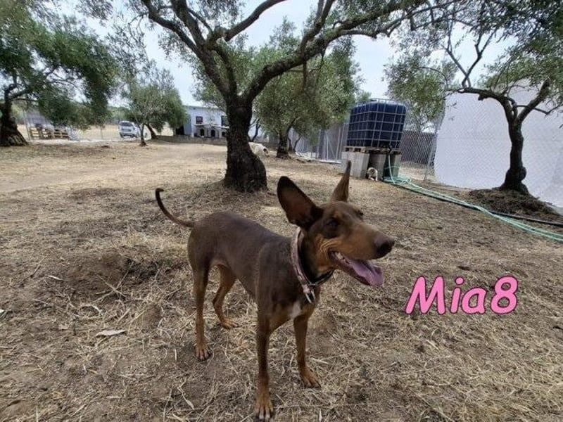 Mia8 geb. 12/2022 (ESP) - wunderschöne, sanfte und sensible Podenco Orito Hündin!