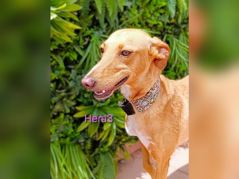 Hera3 geb. 02/2023 (ESP) - fröhliche, entspannte und dankbare Podenca!