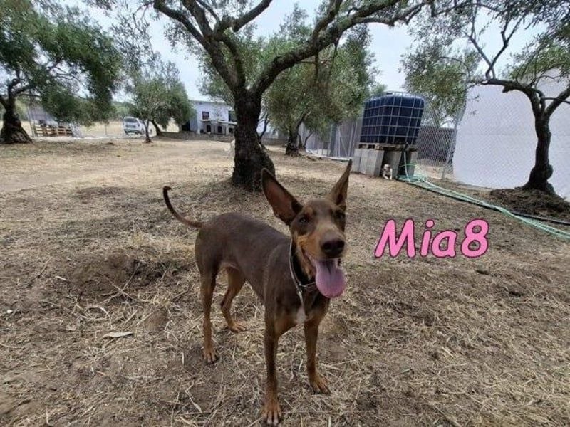 Mia8 geb. 12/2022 (ESP) - wunderschöne, sanfte und sensible Podenco Orito Hündin!