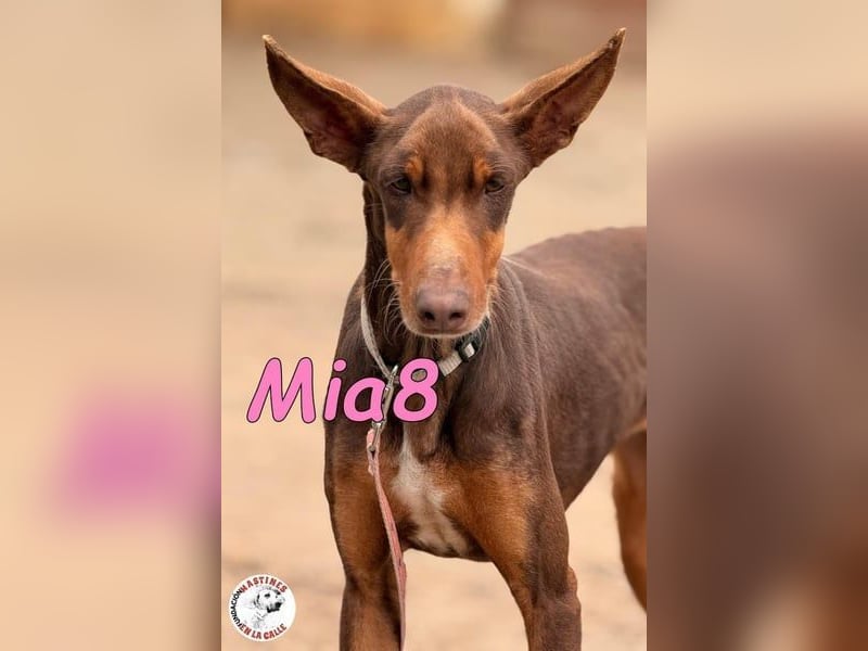Mia8 geb. 12/2022 (ESP) - wunderschöne, sanfte und sensible Podenco Orito Hündin!