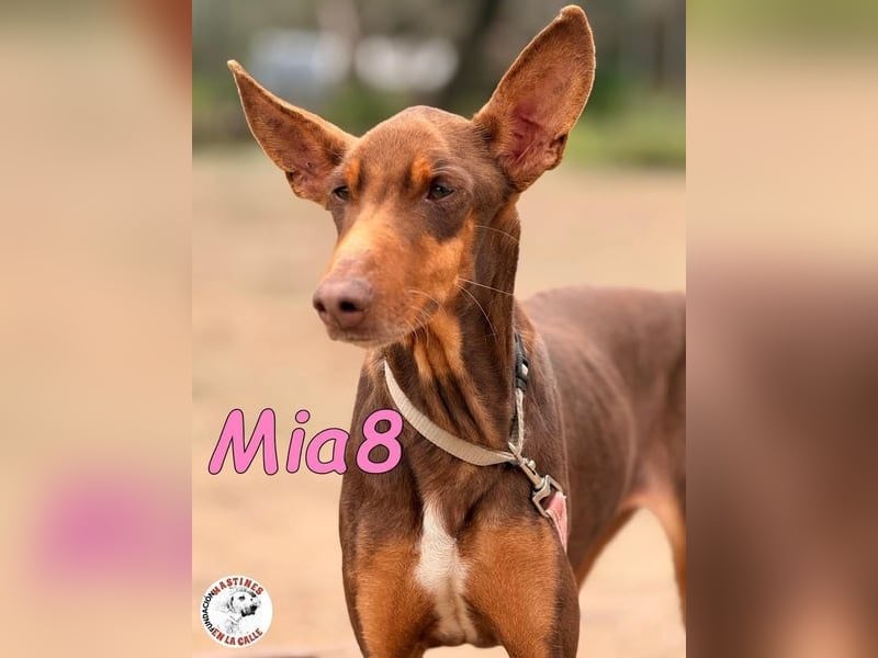 Mia8 geb. 12/2022 (ESP) - wunderschöne, sanfte und sensible Podenco Orito Hündin!