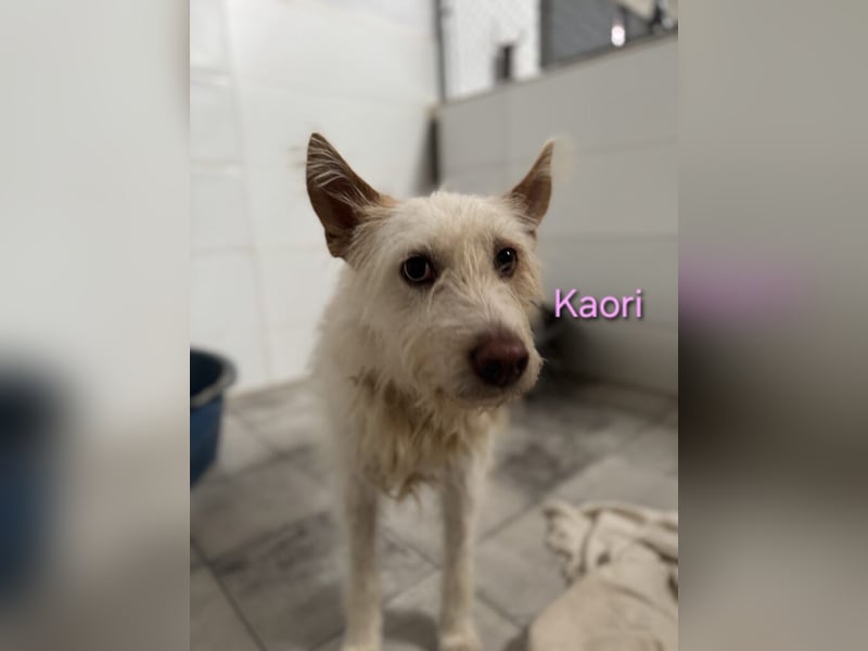 Kaori geb. 06/2019 (ESP) - ausgeglichene und liebevolle Podenco-Hündin sucht das Glück!