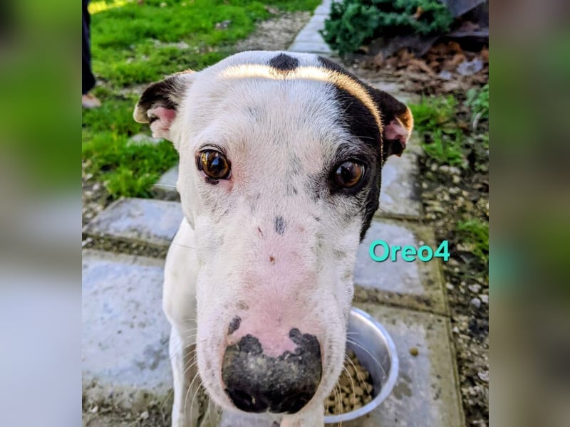 Oreo4 geb. 12/2023 (ESP) - verspielter und liebevoller Podenco auf der Suche nach dem Glück!