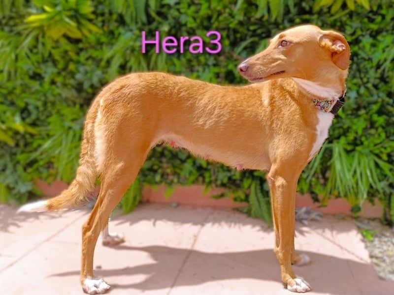 Hera3 geb. 02/2023 (ESP) - fröhliche, entspannte und dankbare Podenca!