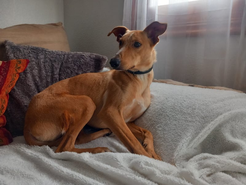 FRITZ oft angesehen doch nie eine Anfrage