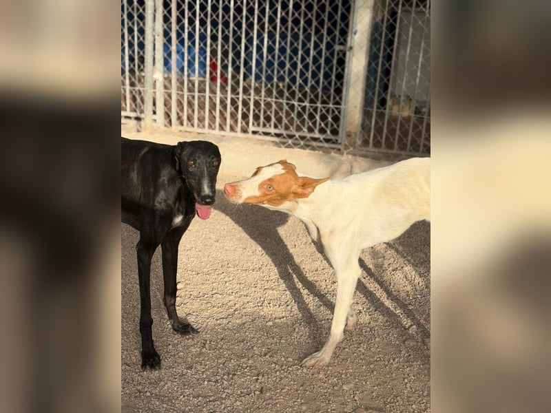 Destiny - sanfte, liebevolle Podenco-Hündin